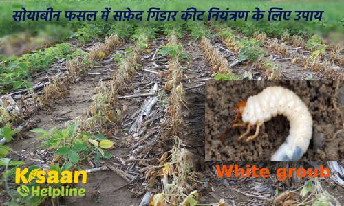 सोयाबीन की फसल को हानि पहुँचाने वाला हानिकारक कीट सफ़ेद गिडार (white groub) के नियंत्रण के उपाय